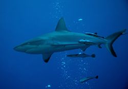 Grey Reef Whaler on Osprey Reef, Coral Sea taken with Nik... by John Natoli 
